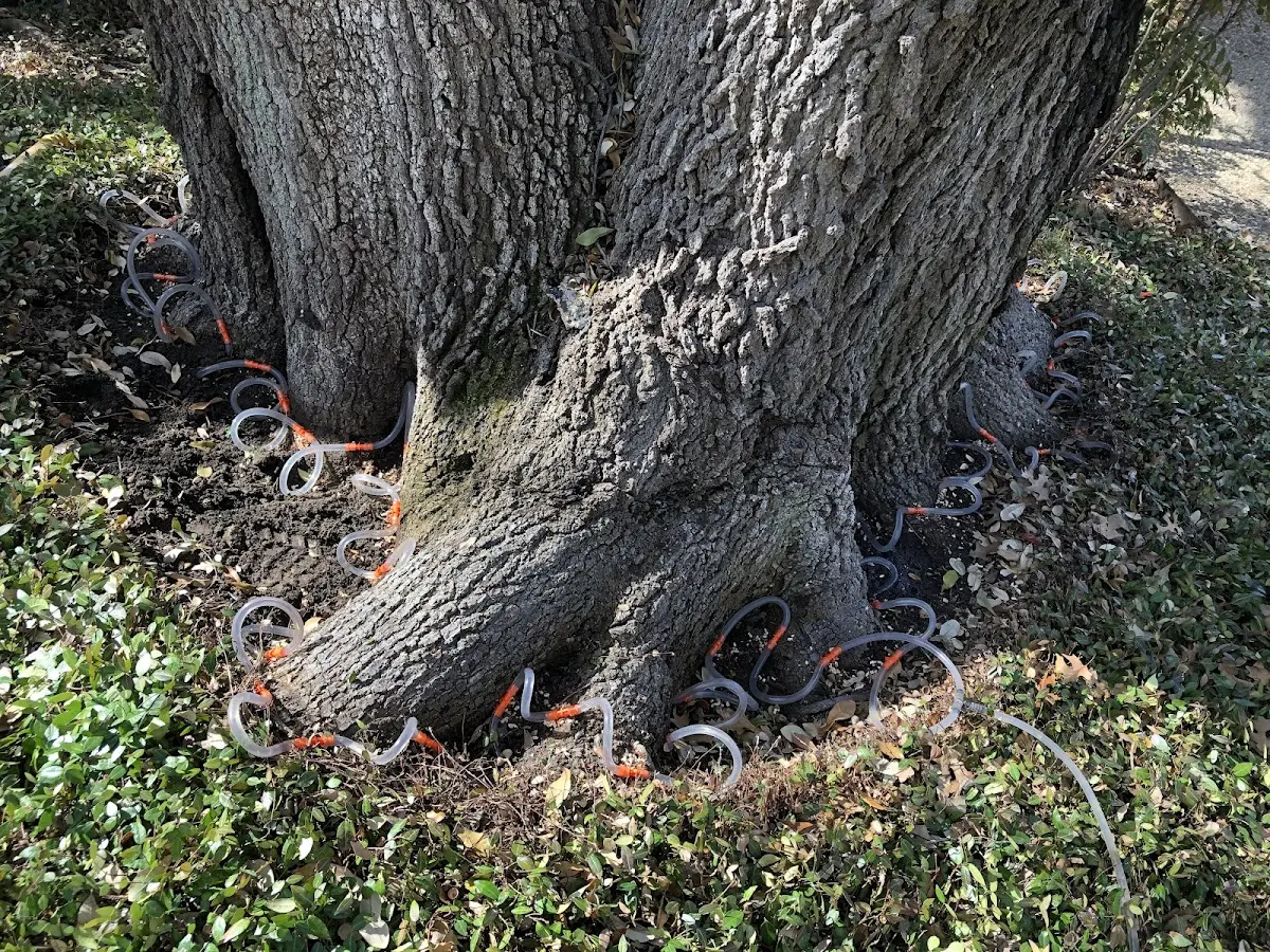 Detailed Shrub and Hedge Trimming job site in Elida