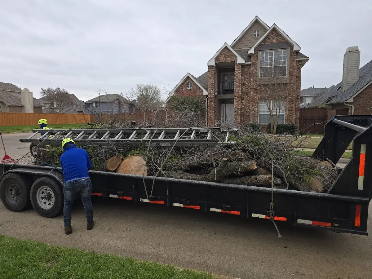 Expert Tree Removal with proper safety equipment in Elida
